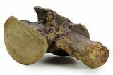 Huge Fossil Mosasaur (Tylosaurus) Vertebra - Texas #377824-2